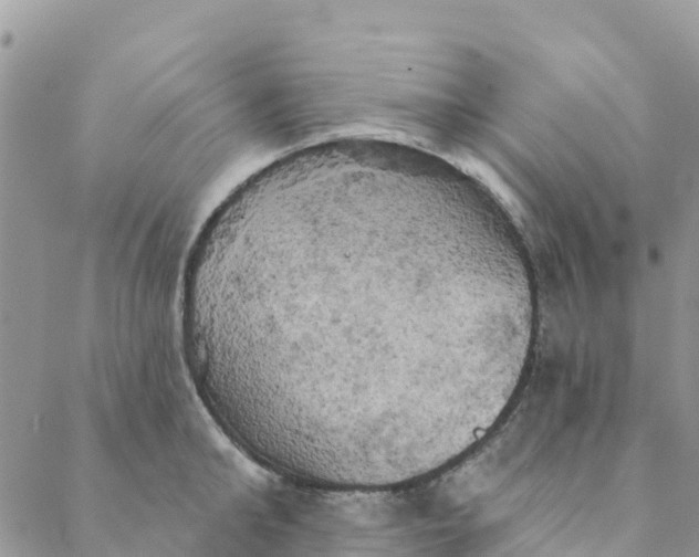 X0000088390902200706121207