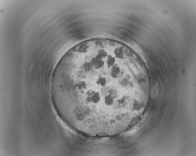 X0000088390903200706121207