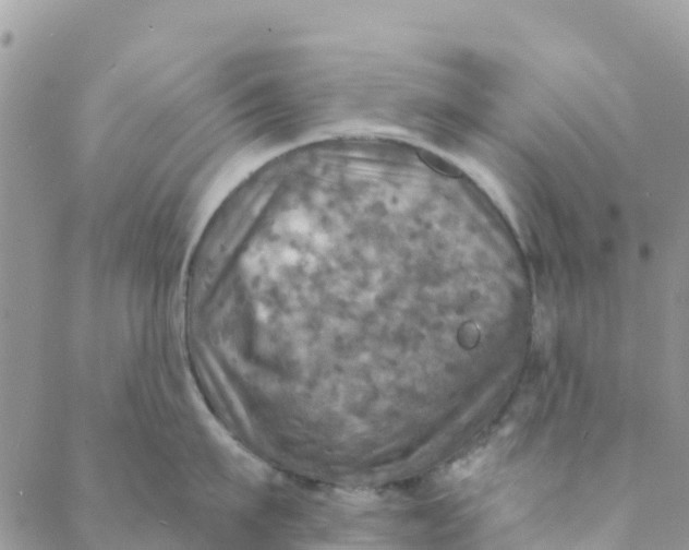 X0000088390911200706121207