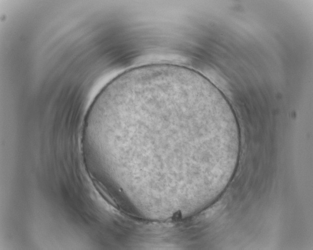 X0000088390912200706121207