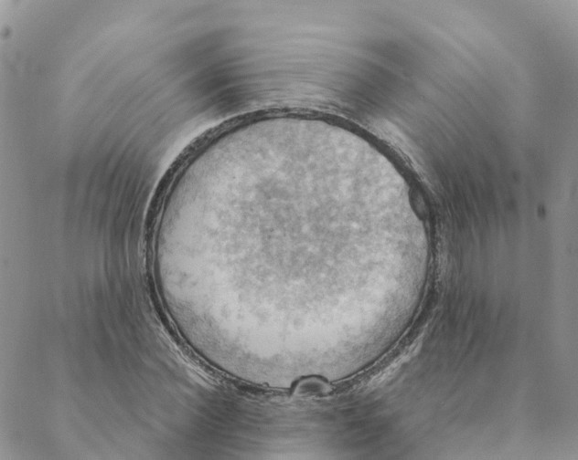 X0000088390924200706121206