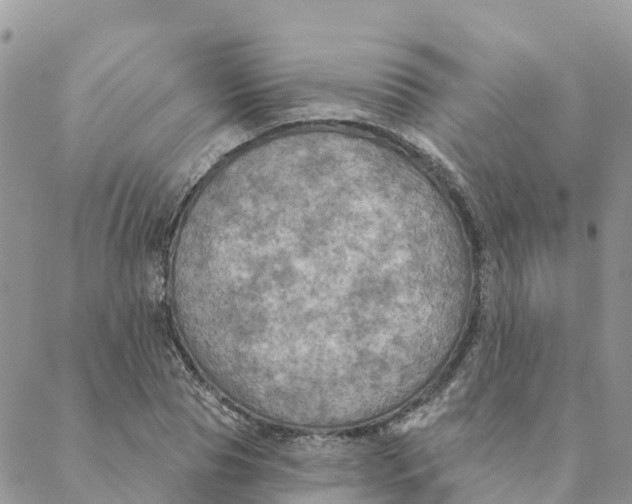 X0000088390929200706121206