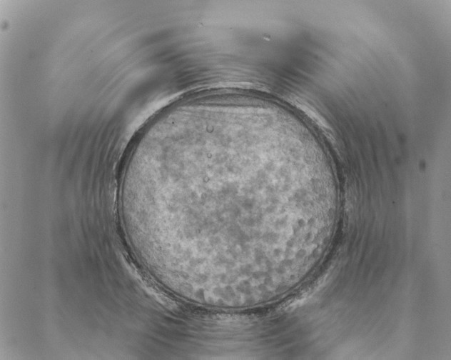 X0000088390933200706121206