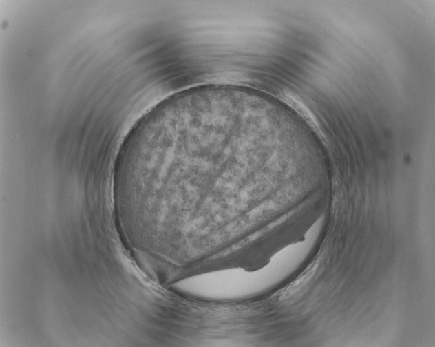 X0000088390939200706121206