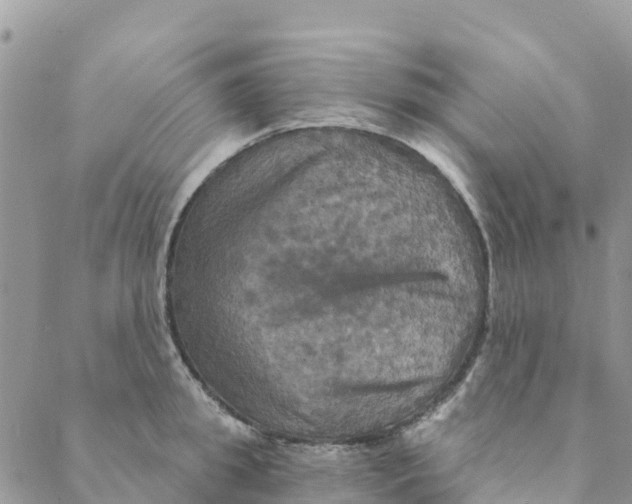 X0000088390949200706121206