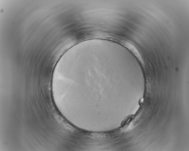 X0000088390954200706121207