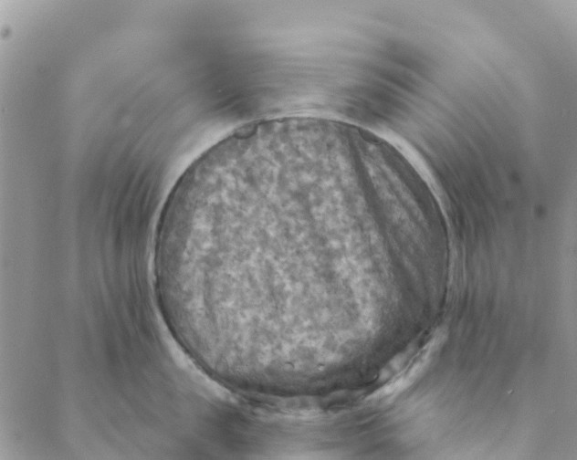 X0000088390957200706121207