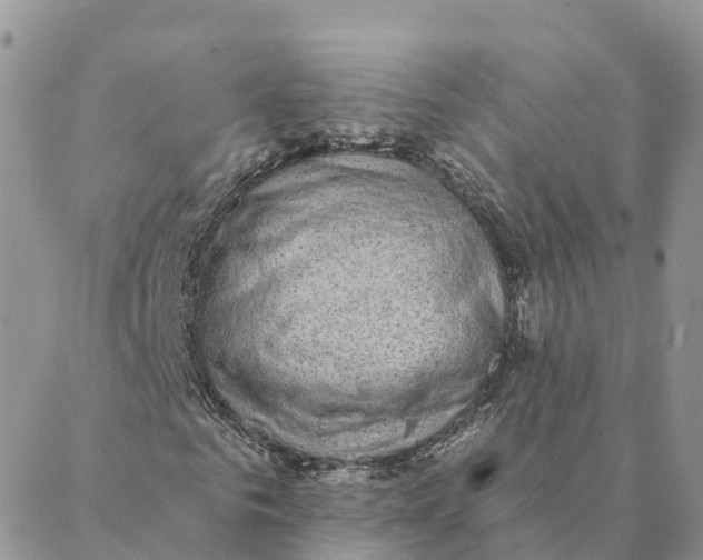 X0000088390961200706121206