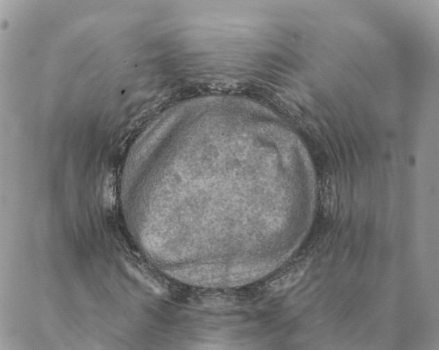 X0000088390962200706121206