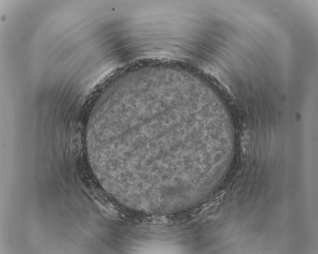 X0000088390968200706121206