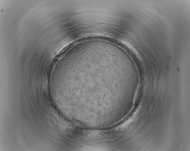 X0000088390969200706121206