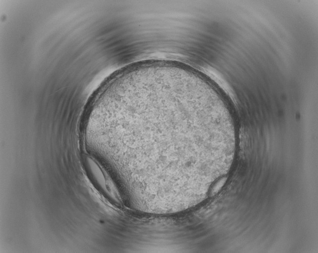 X0000088390972200706121206