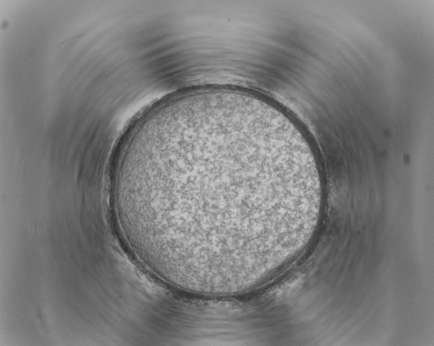 X0000088390979200706121206