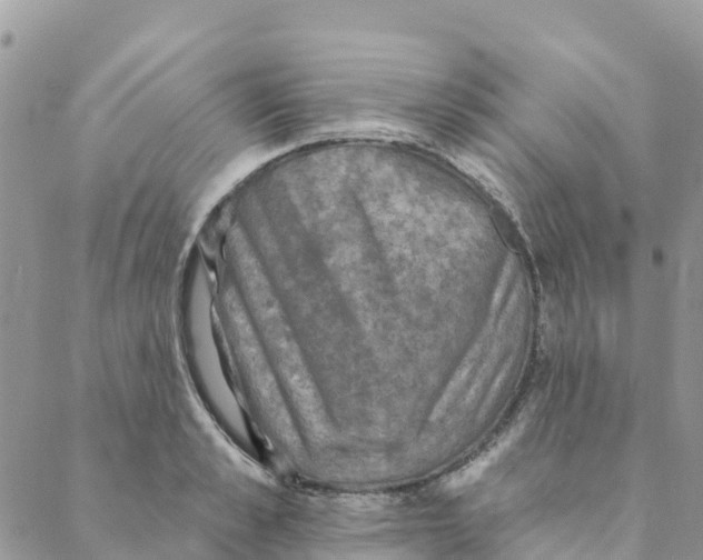 X0000088390989200706121205