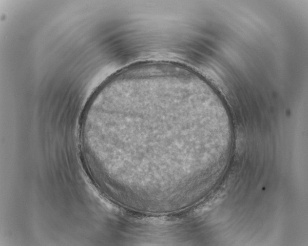 X0000088390990200706121205