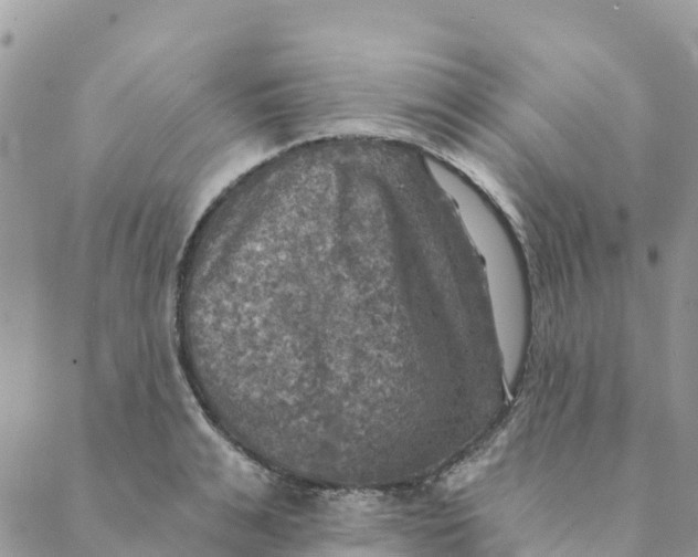 X0000088390991200706121205