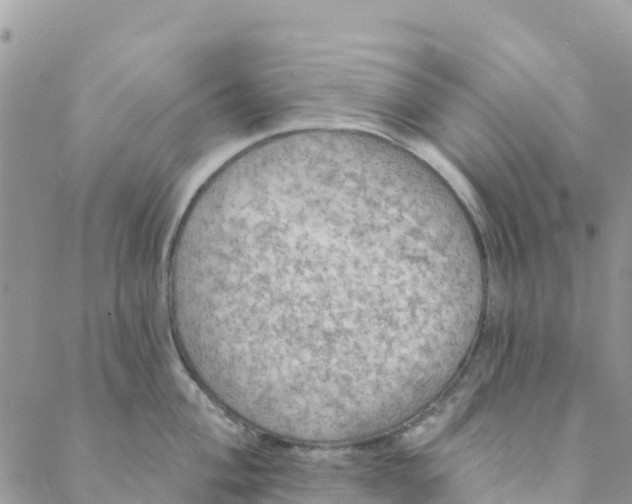 X0000088391004200706121205