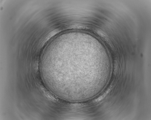 X0000088391017200706121204