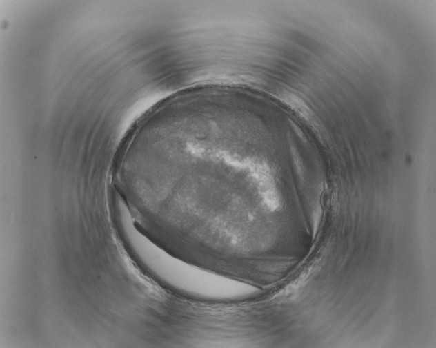 X0000088391030200706121205