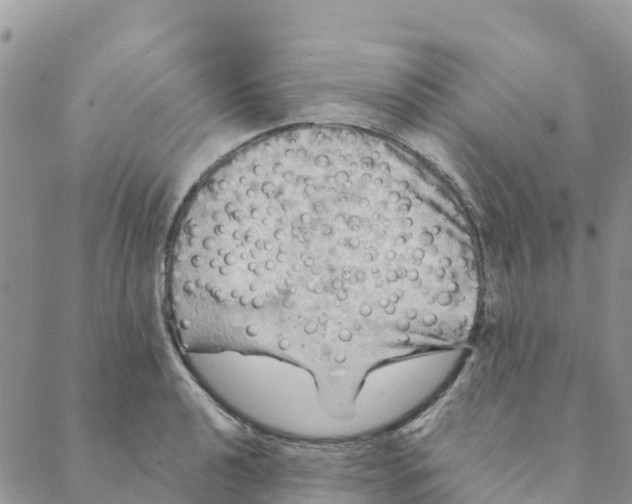 X0000088391040200706121205