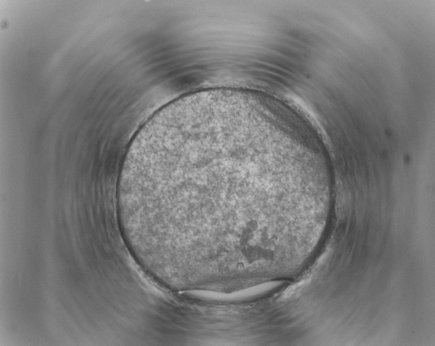 X0000088391041200706121205