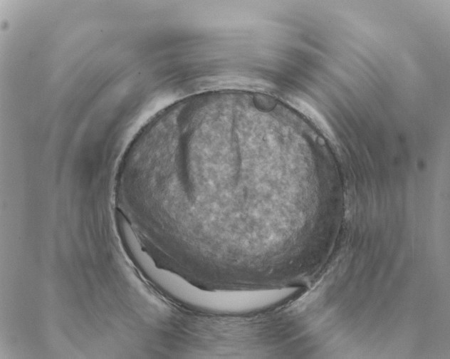 X0000088391043200706121205