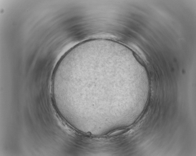 X0000088391044200706121205