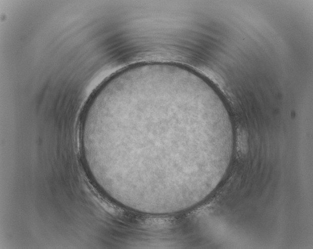 X0000088391078200706121204