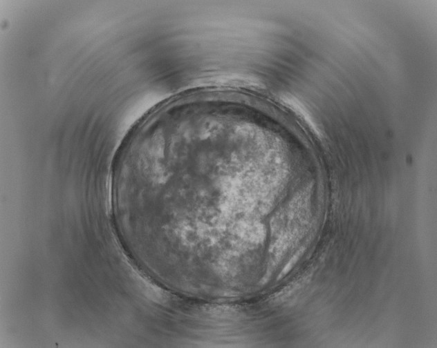 X0000088391079200706121204