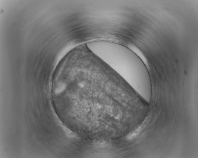 X0000088391099200706121204