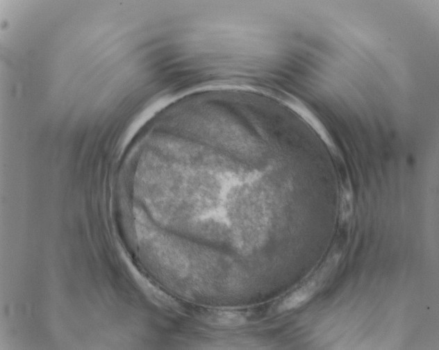 X0000088391101200706121204