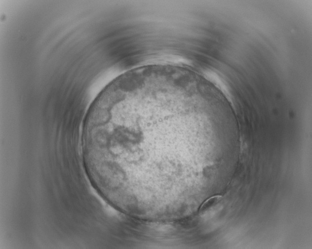 X0000088391103200706121204