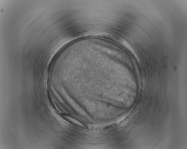 X0000088391124200706121203