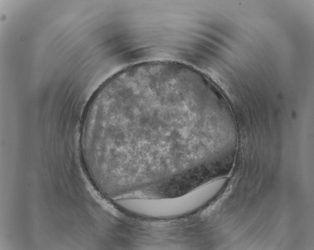 X0000088391134200706121203