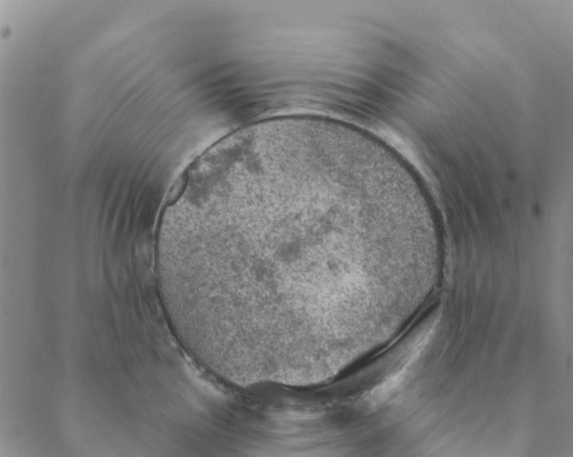 X0000088391145200706121203