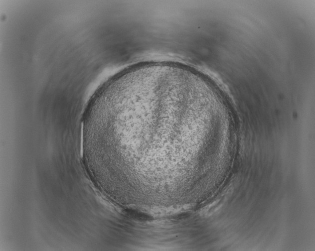 X0000088391175200706121202