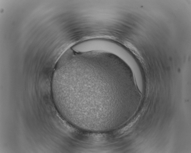 X0000088391177200706121202