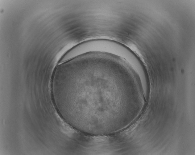 X0000088391181200706121202