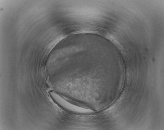 X0000088391185200706121202