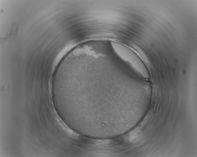 X0000088391196200706121202