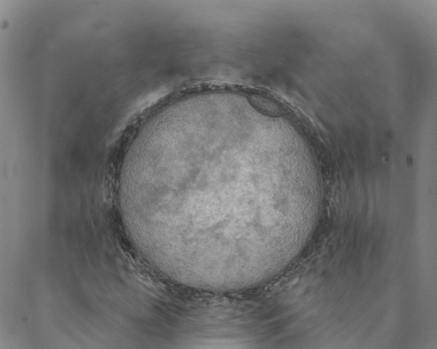 X0000088391207200706121201