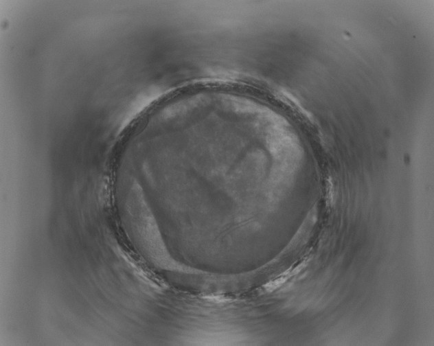 X0000088391208200706121201