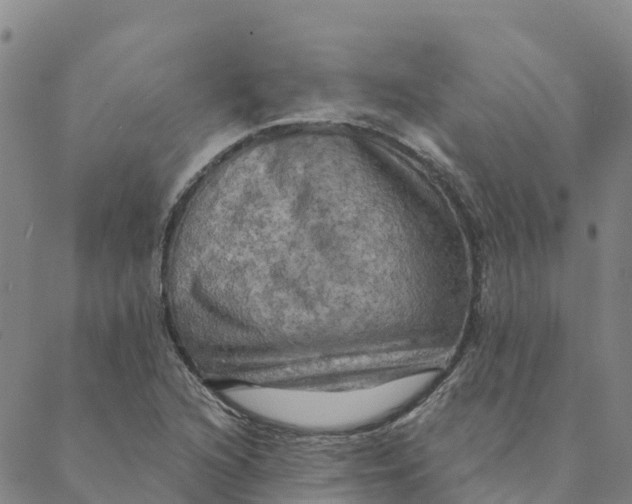 X0000088391216200706121201