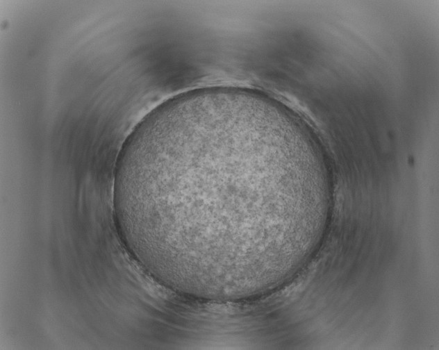 X0000088391220200706121201