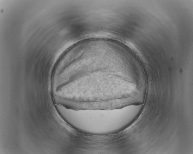 X0000088391232200706121202