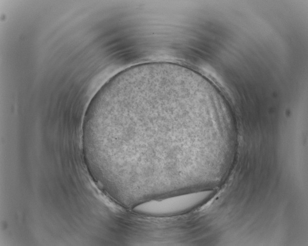 X0000088391236200706121202