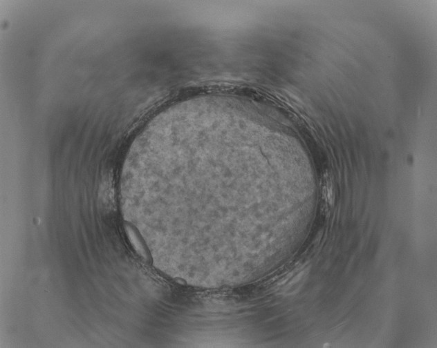 X0000088391252200706121201