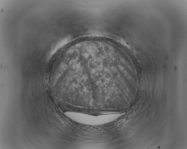 X0000088391255200706121201