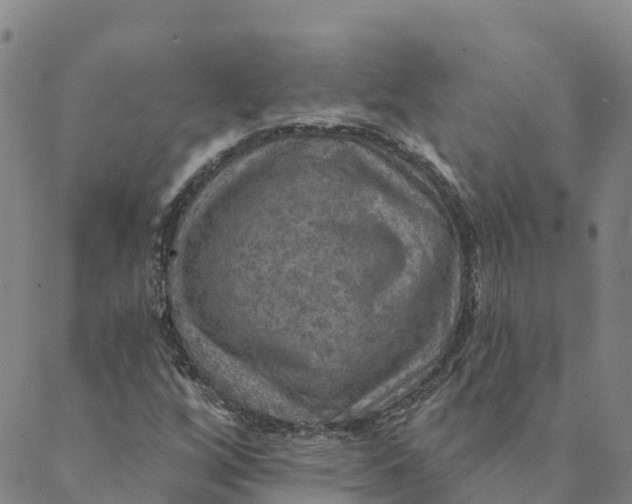 X0000088391256200706121201