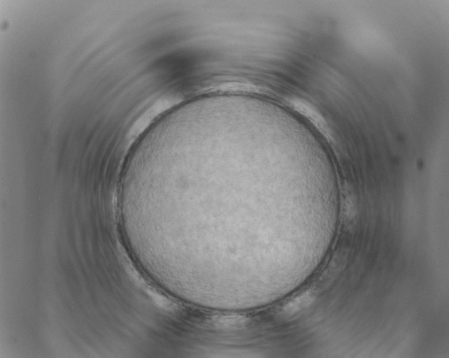 X0000088391282200706121201